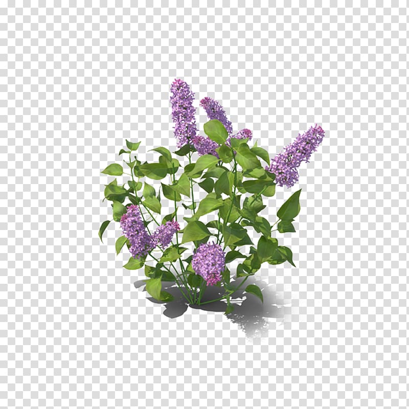 Lilac Violet, Lilac decoration transparent background PNG clipart