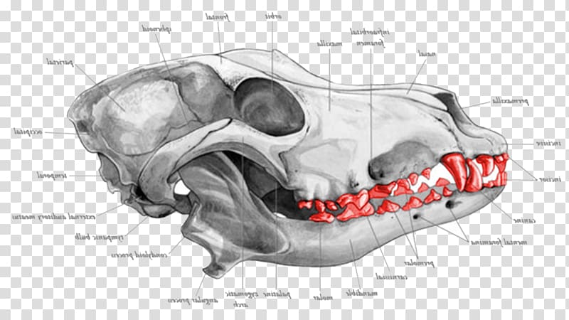 Dog Bone Jaw Snout Muzzle, bone dog transparent background PNG clipart