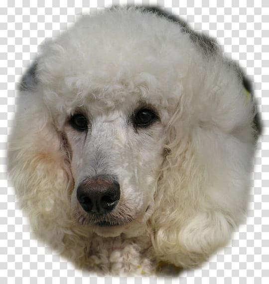 Standard Poodle Miniature Poodle Toy Poodle Dog breed, Toy Poodle transparent background PNG clipart
