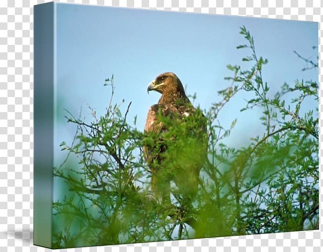 Ecosystem Fauna Beak, French Imperial Eagle transparent background PNG clipart