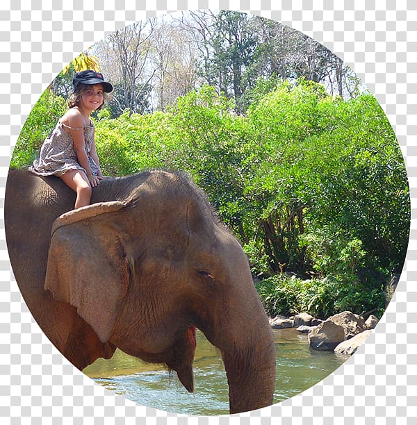 Indian elephant African elephant Mahout National park Wildlife, thai temple transparent background PNG clipart