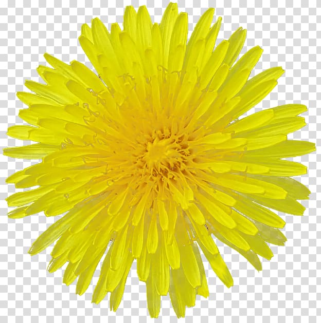 Common sunflower Yellow Cut flowers Desktop , dandelion transparent background PNG clipart