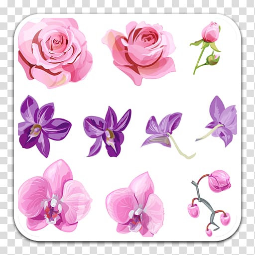 Orchids Flower Bud Cooktown Orchid, flower transparent background PNG clipart