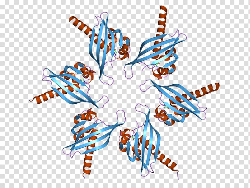 CAMK2G Ca2+/calmodulin-dependent protein kinase CAMK2B, others transparent background PNG clipart
