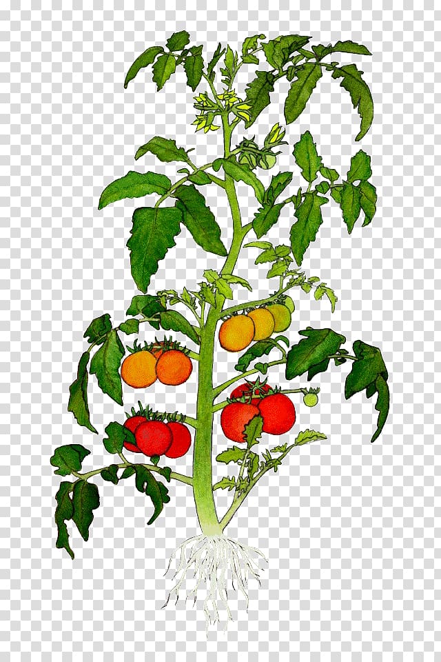 Botanical illustration Drawing Tomato , tomato transparent background PNG clipart