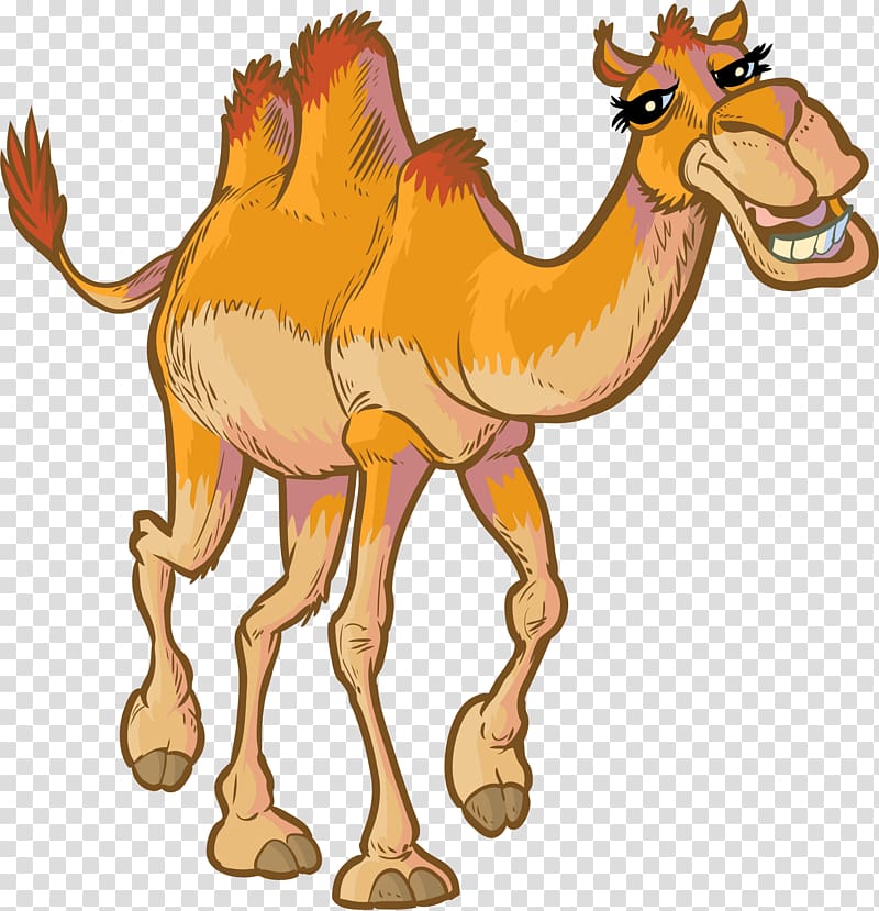 Camel , camel transparent background PNG clipart