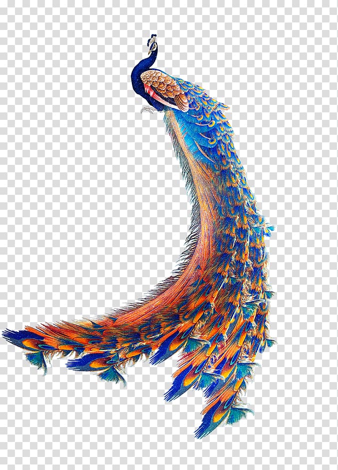 blue and orange peacock illustration, Bird Peafowl, peacock transparent background PNG clipart