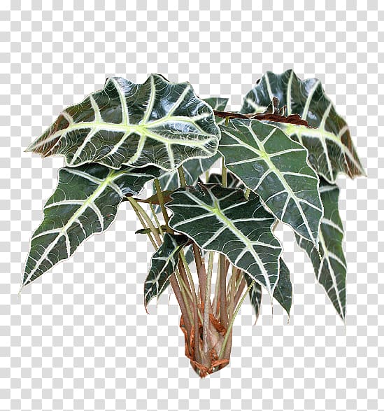 Houseplant Alocasia file formats, plant transparent background PNG clipart