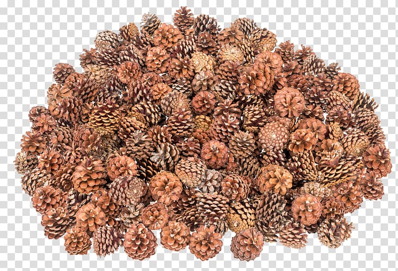 Pine Green roof Askartelu Conifer cone Christmas Day, EUKALYPTUS transparent background PNG clipart