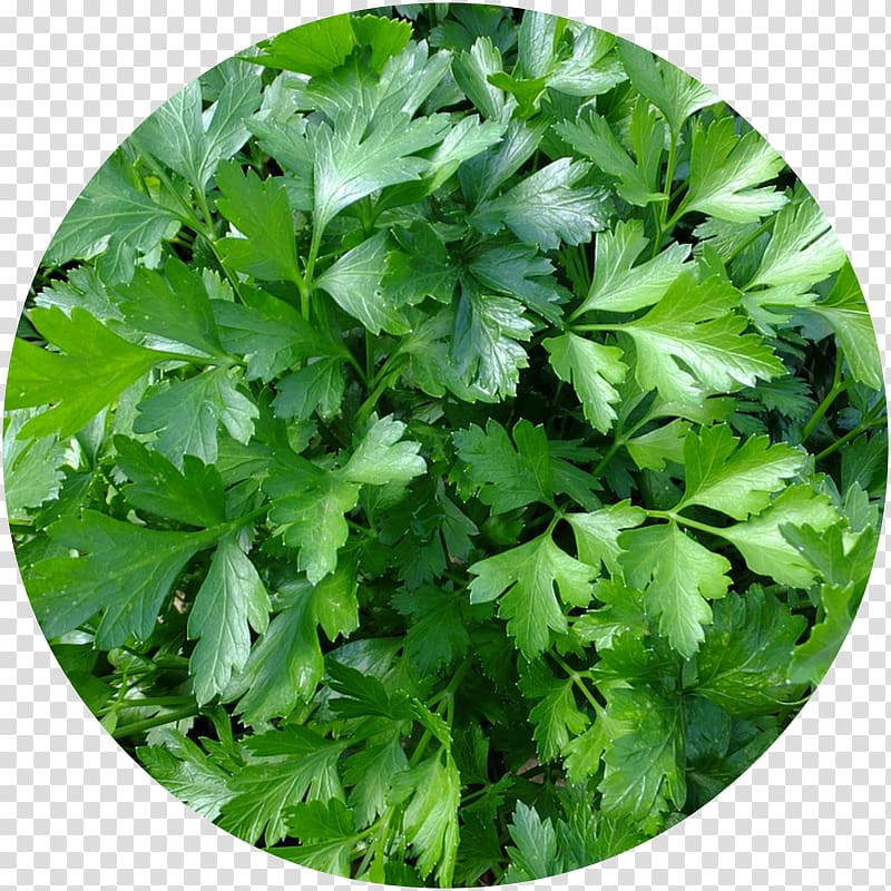 Parsley Herb Spice Vegetable Food, vegetable transparent background PNG clipart