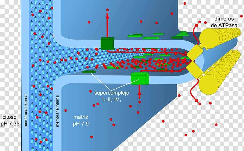 Oxidative phosphorylation Adenosine triphosphate Metabolism ATP synthase, energy transparent background PNG clipart