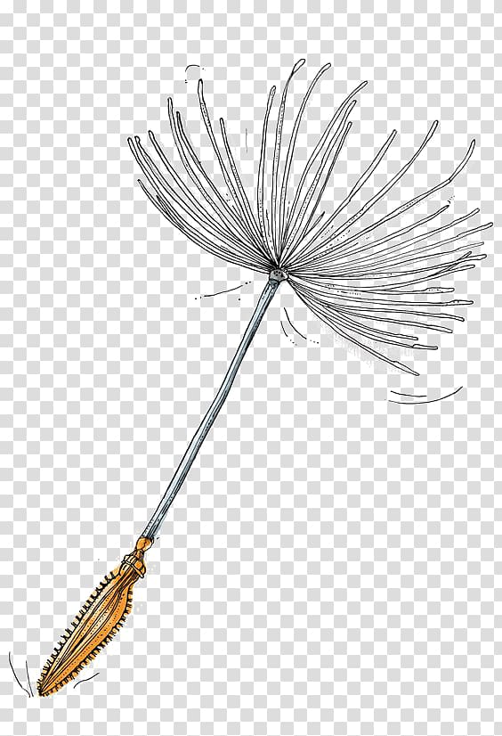 Illustrator Dandelion Illustration, Hand-painted Dandelion transparent background PNG clipart