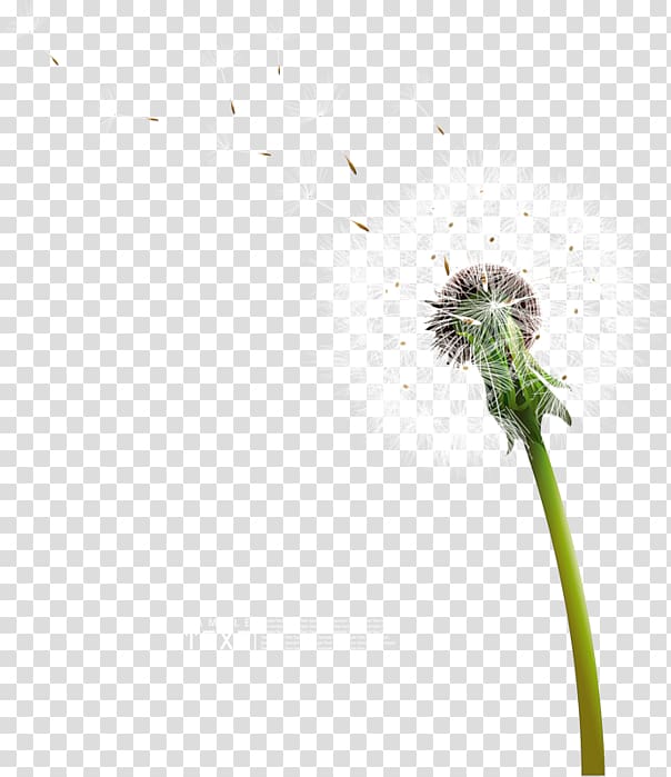 Common Dandelion Computer Icons, others transparent background PNG clipart