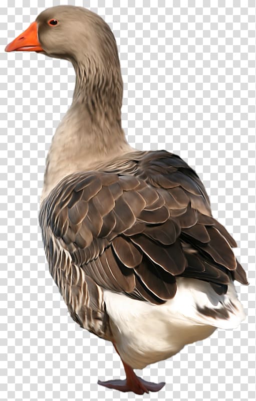 Duck Domestic goose , Brown duck transparent background PNG clipart