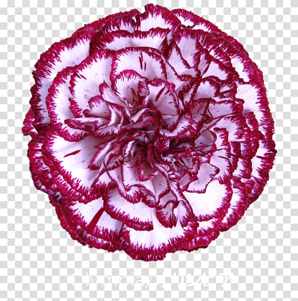 Carnation Colibri Flowers S.A. Tea Apple, flower transparent background PNG clipart