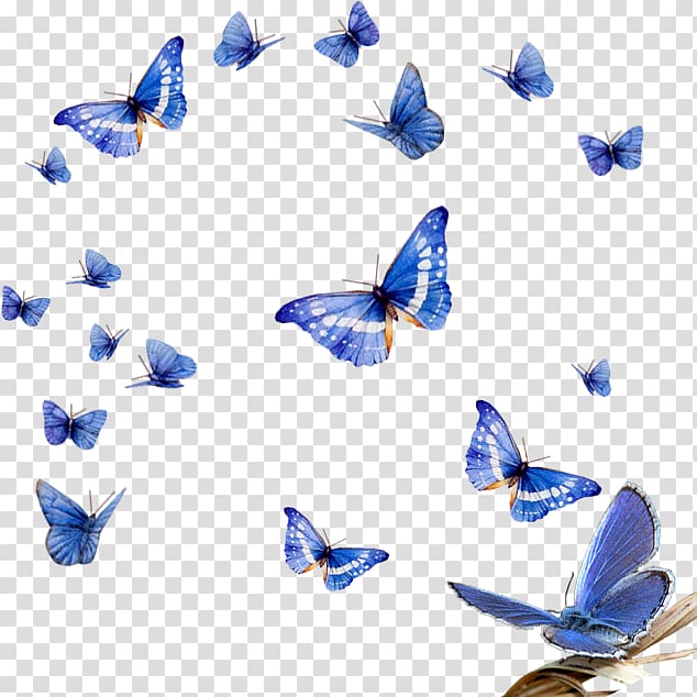 Blue Morpho Butterfly Insect, butterfly transparent background PNG clipart