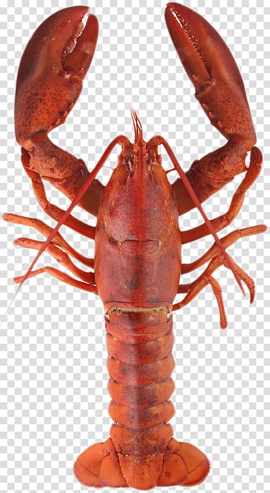 red lobster, Lobster Top transparent background PNG clipart