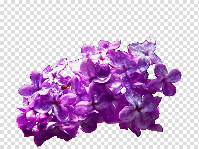 Common lilac Violet Cut flowers, lilac flower transparent background PNG clipart