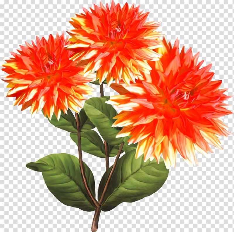 Dahlia , others transparent background PNG clipart