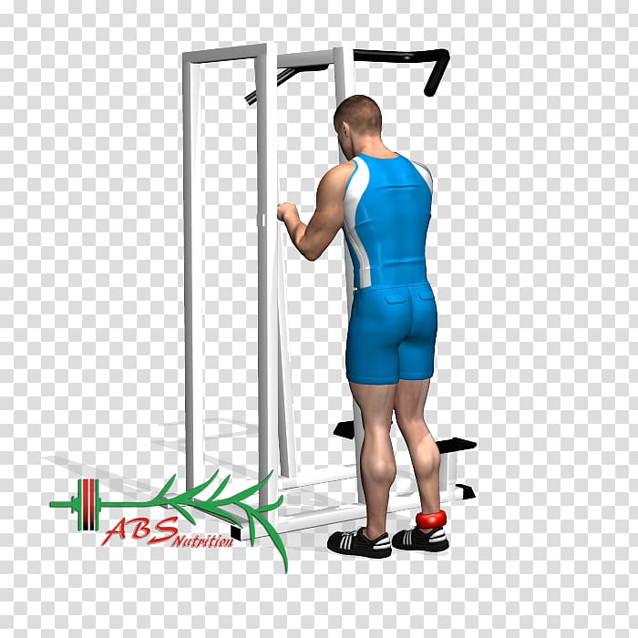 Gluteal muscles Gluteus maximus muscle Human leg Triceps brachii muscle, others transparent background PNG clipart