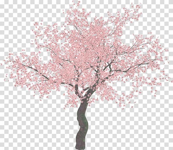 pink cherry blossom tree illustration, Cherry blossom Tree , sakura tree transparent background PNG clipart