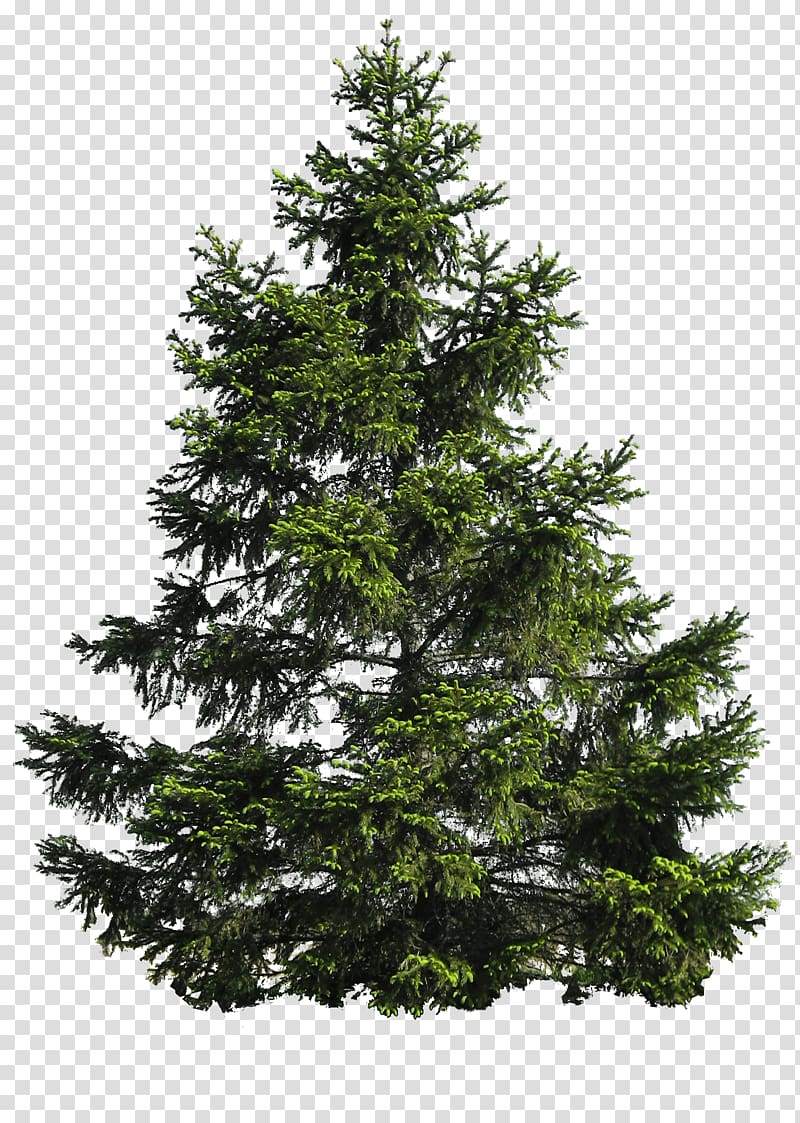 green Christmas tree, Pine Tree , Tree transparent background PNG clipart
