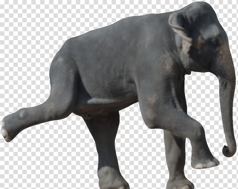 Indian elephant African elephant Die 50 besten Bewegungsspiele für Senioren Wildlife Terrestrial animal, India transparent background PNG clipart