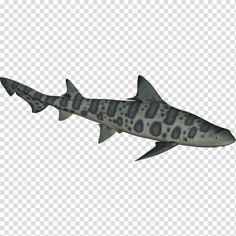 Requiem sharks Leopard shark School shark Cartilaginous fishes Broadnose sevengill shark, transparent background PNG clipart