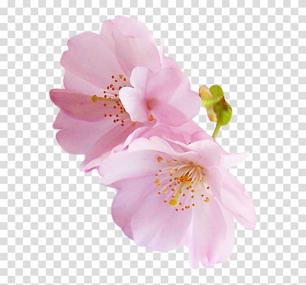 pink flowers, Angels National Cherry Blossom Festival Rose Pink, Pink cherry blossoms transparent background PNG clipart