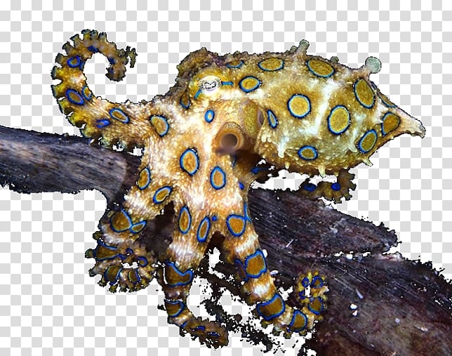 Southern blue-ringed octopus Blue glaucus Cephalopod Ocean, others transparent background PNG clipart