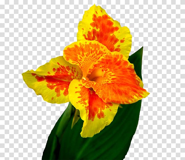 Canna indica Flower, Cannabis transparent background PNG clipart