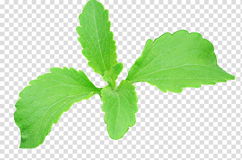 Leaf Stevia Plant stem Extract Erythritol, real leaf transparent background PNG clipart