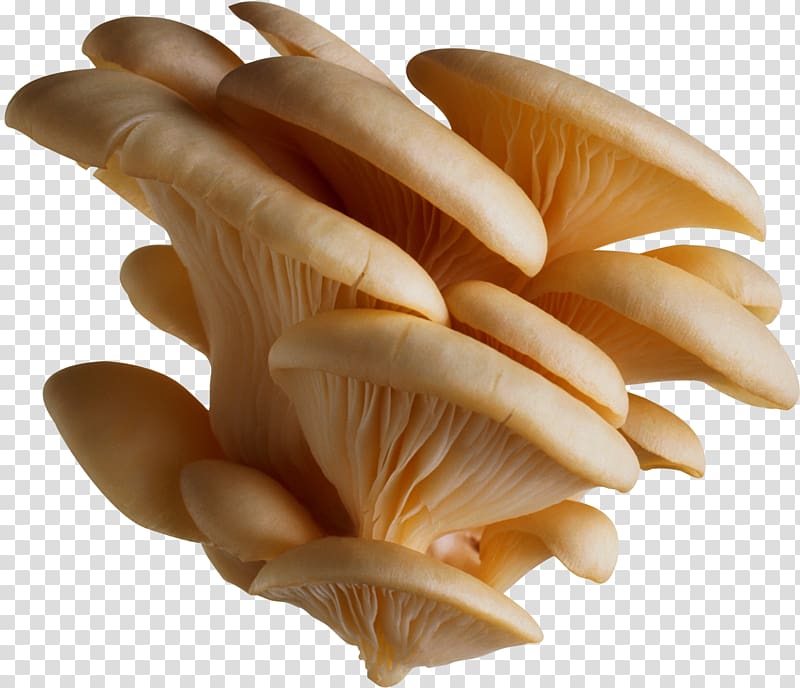 Oyster Mushroom Pleurotus eryngii Edible mushroom, mushroom transparent background PNG clipart
