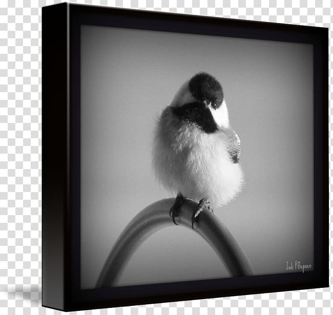 Frames Beak White, chickadee transparent background PNG clipart