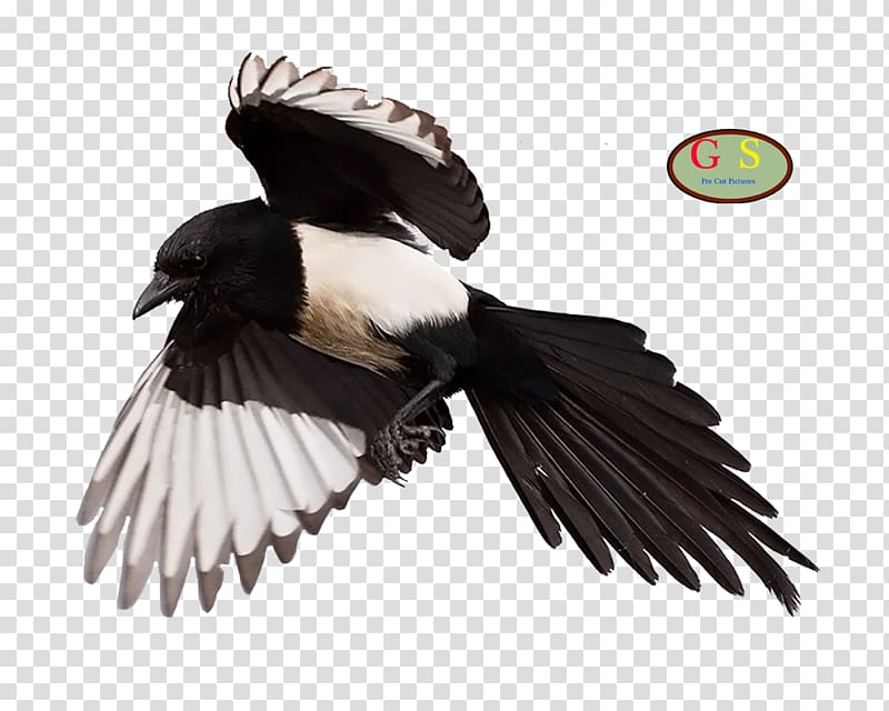 Eurasian Magpie Vulture, tracking transparent background PNG clipart