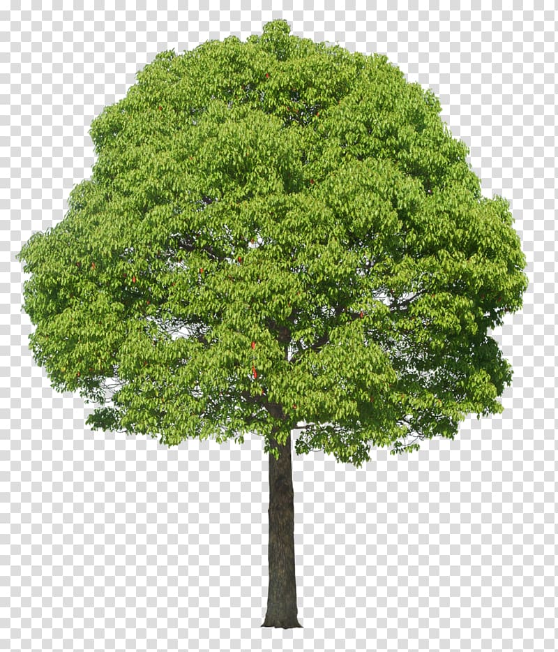 green tree , Tree Plant, tree transparent background PNG clipart