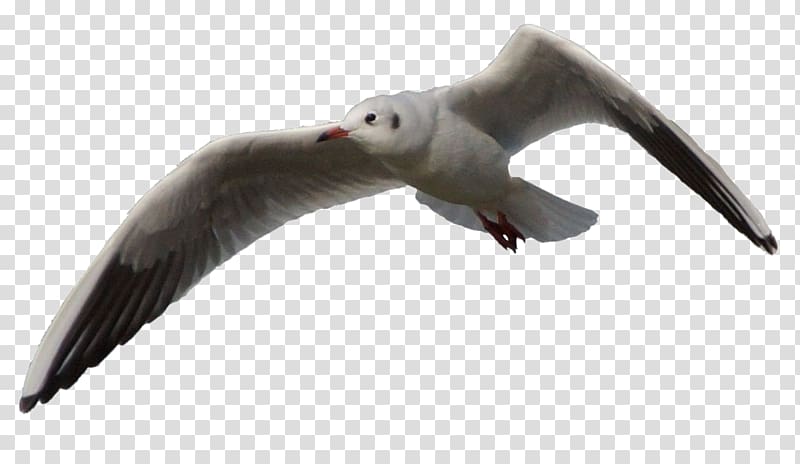 Gulls Shorebirds European Herring Gull Great black-backed gull, seagull transparent background PNG clipart