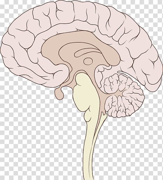 Human brain Sagittal plane Brainstem Anatomy, Brain transparent background PNG clipart