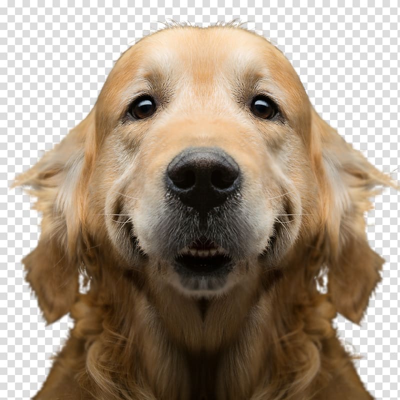 A Dog\'s Journey La razón de estar contigo. El regreso a casa La razón de estar contigo: Una novela para humanos A Dog\'s Purpose, golden retriever transparent background PNG clipart