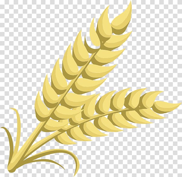 Grain Cereal Wheat , grains transparent background PNG clipart