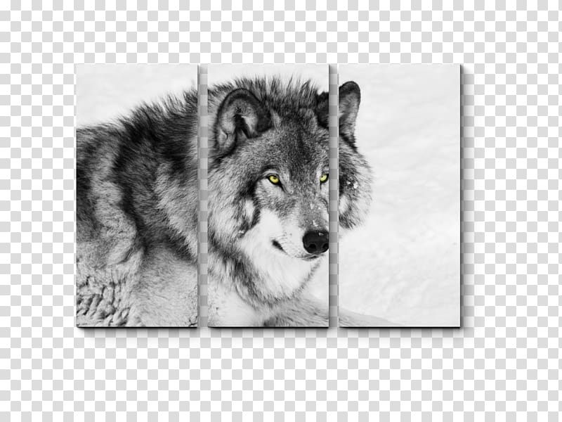 Siberian Husky Puppy Black wolf Mexican wolf , puppy transparent background PNG clipart