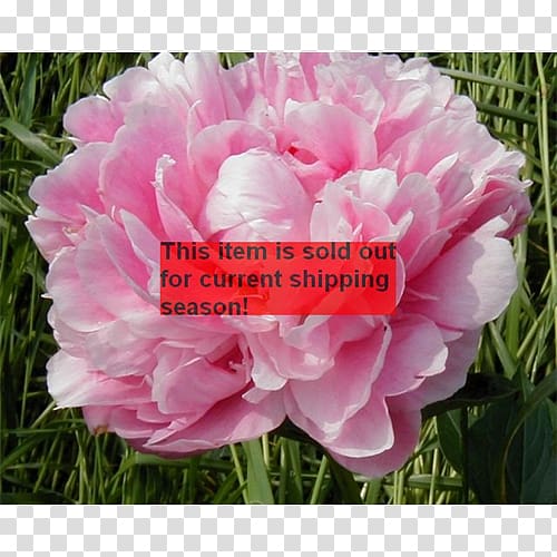 Peony Cabbage rose Pink M Petal Annual plant, peony transparent background PNG clipart