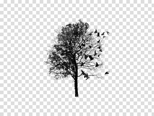 Tree Drawing Paper Lignin, tree transparent background PNG clipart