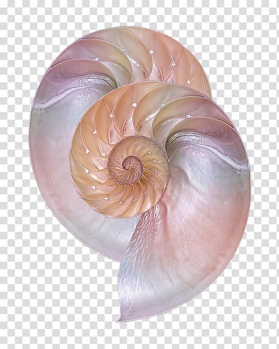 Sea snail Conchology Chambered nautilus Seashell, scent transparent background PNG clipart