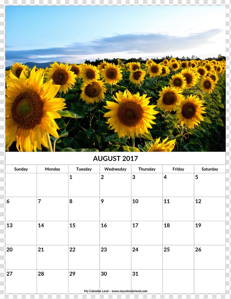 Desktop Common sunflower High-definition television, flower rattan calendar template transparent background PNG clipart