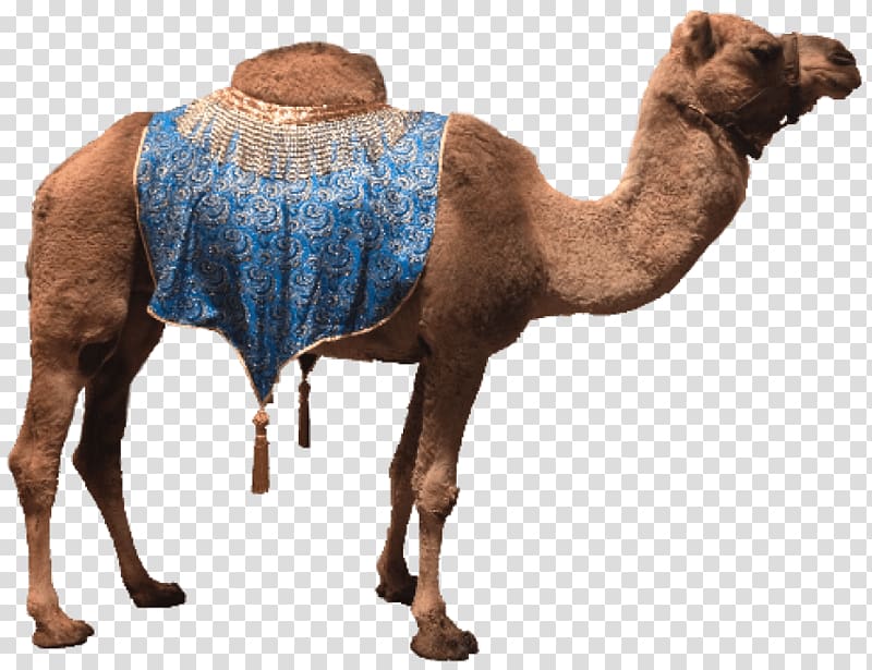 Dromedary Portable Network Graphics Bactrian camel , islamic background transparent background PNG clipart