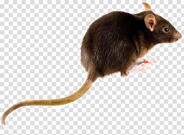 Brown rat Mouse Rodent Black rat Muskrat, mouse transparent background PNG clipart