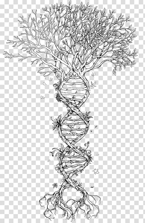 DNA tree illustration, Family Tree DNA Tree of life Genetics, tree transparent background PNG clipart