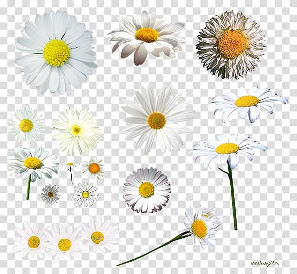 Dendranthema lavandulifolium German chamomile Tripleurospermum Oxeye daisy, camomile transparent background PNG clipart