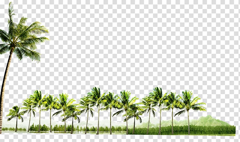 green leafed trees, Coconut, Palm trees transparent background PNG clipart